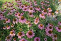 Eastern Purple Coneflowers Ã¢â¬â Echinacea purpurea